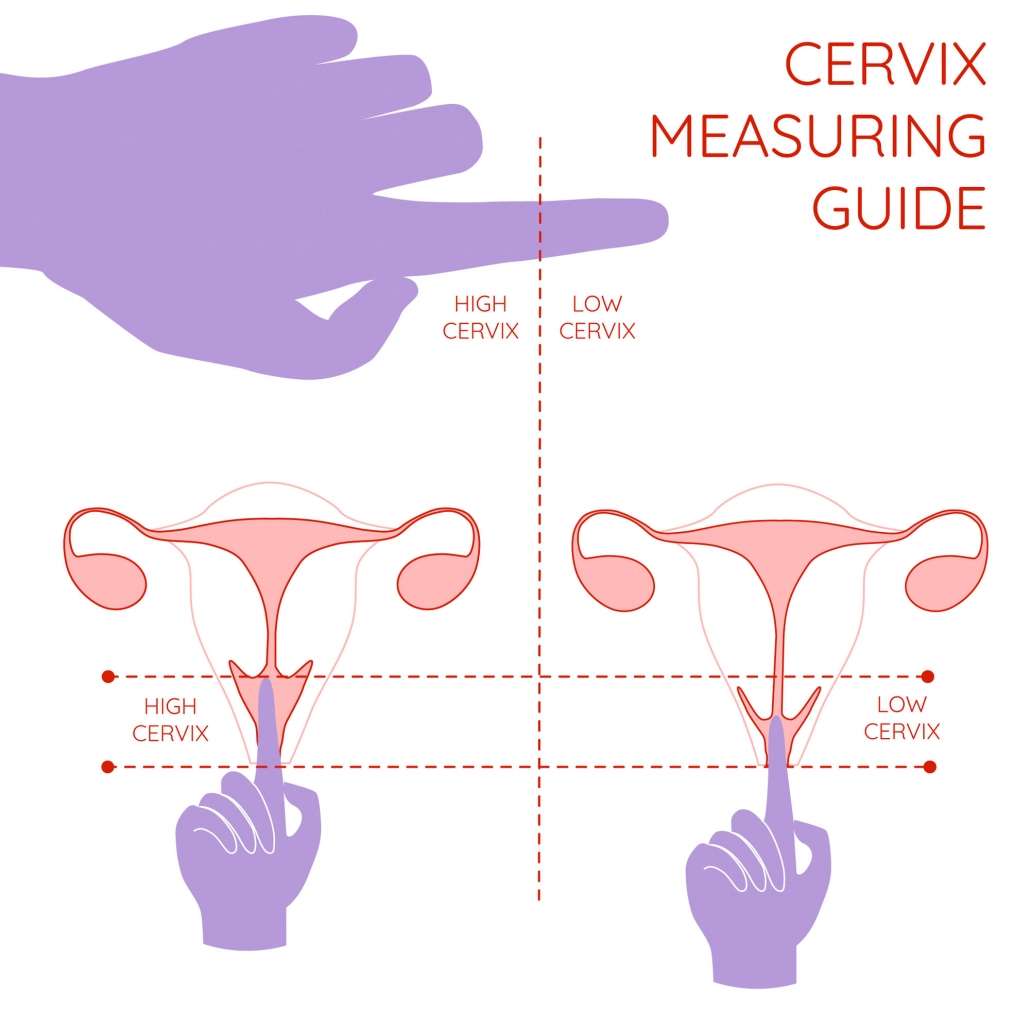 Cervix beautiful 6 Gyno