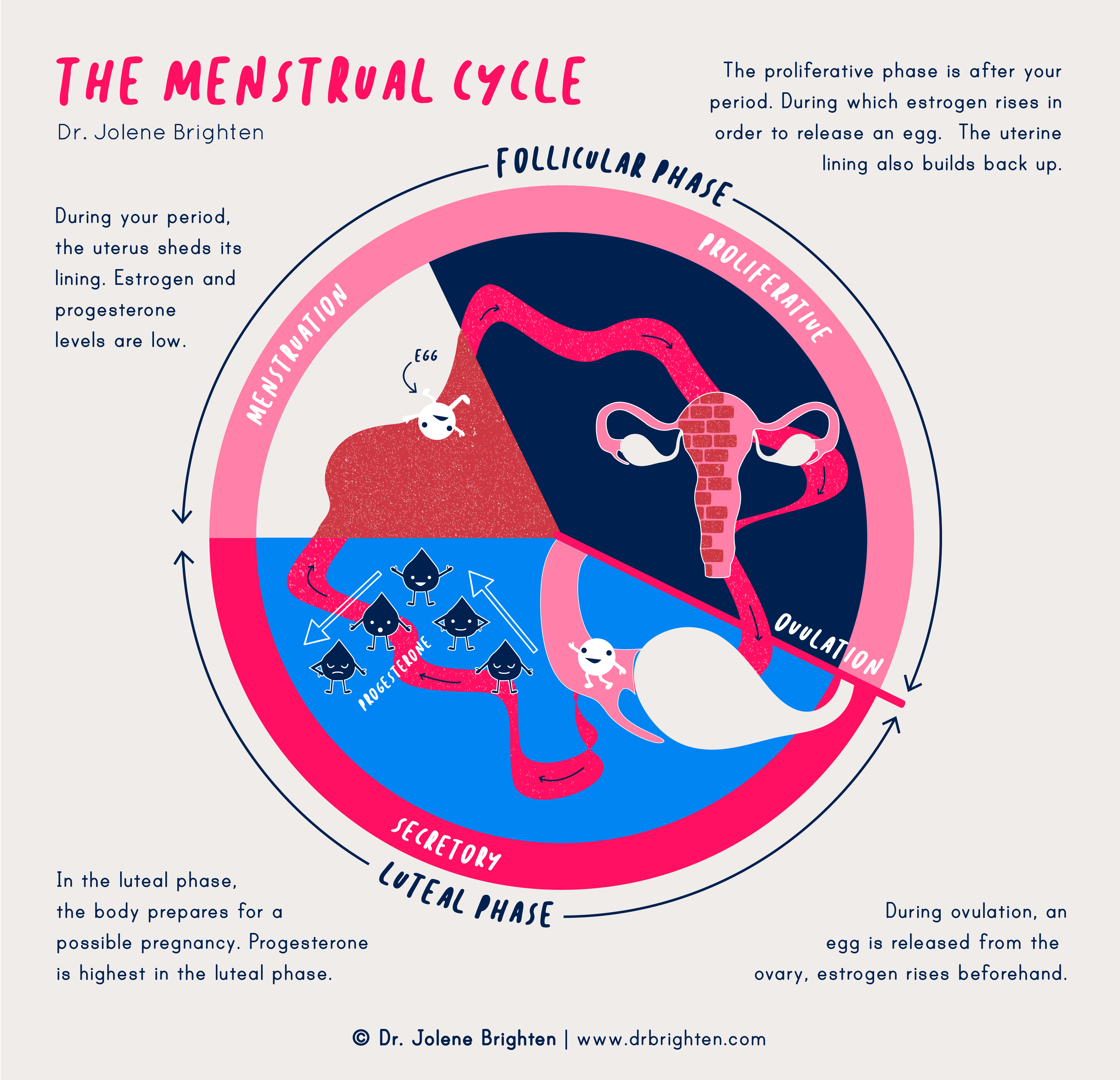 Menstrual Cycle Drjolene brighten